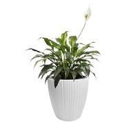 B2C Flowerpot Ridged Planter with removable insert Indoor Outdoor Modern Vertical grooves textured for home office patio garden decoration (White, W47cm x H50cm)