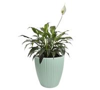 B2C Flowerpot Ridged Planter with removable insert Indoor Outdoor Modern Vertical grooves textured for home office patio garden decoration (Sage, W24cm x H24cm)