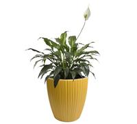 B2C Flowerpot Ridged Planter with removable insert Indoor Outdoor Modern Vertical grooves textured for home office patio garden decoration (Mustard, W47cm x H50cm)