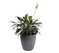 B2C Flowerpot Ridged Planter with removable insert Indoor Outdoor Modern Vertical grooves textured for home office patio garden decoration (Light Grey, W47cm x H50cm)