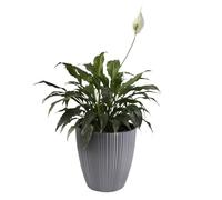B2C Flowerpot Ridged Planter with removable insert Indoor Outdoor Modern Vertical grooves textured for home office patio garden decoration (Light Grey, W24cm x H24cm)