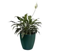B2C Flowerpot Ridged Planter with removable insert Indoor Outdoor Modern Vertical grooves textured for home office patio garden decoration (Pine Green, W30cm x H30cm)
