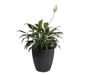 B2C Flowerpot Ridged Planter with removable insert Indoor Outdoor Modern Vertical grooves textured for home office patio garden decoration (Dark Grey, W40cm x H40cm)