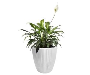 B2C Flowerpot Ridged Planter with removable insert Indoor Outdoor Modern Vertical grooves textured for home office patio garden decoration (White, W47cm x H50cm)