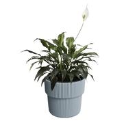 B2C Flowerpot Ridged Planter with removable insert Indoor Outdoor Plastic Frost & UV Resistant Modern (Light Grey, W29.9cm x H28.5cm)