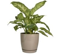 B2C Gloss Flowerpot Planter Pot With Saucer Plastic Modern Pre Drilled Round Tray 0.8L (D11Cm H10.5Cm) Taupe