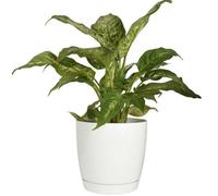 B2C Gloss Flowerpot Planter Pot With Saucer Plastic Modern Pre Drilled Round Tray 1.6L (D13Cm H12.5Cm) White