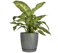 B2C Gloss Flowerpot Planter Pot With Saucer Plastic Modern Pre Drilled Round Tray 3L (D17M H16.5Cm) Concrete