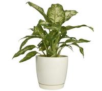 B2C Gloss Flowerpot Planter Pot With Saucer Plastic Modern Pre Drilled Round Tray 3L (D17M H16.5Cm)Ecru