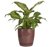 B2C Gloss Flowerpot Planter Pot With Saucer Plastic Modern Pre Drilled Round Tray 3L (D17M H16.5Cm) Pink Brown