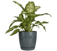 B2C Gloss Flowerpot Planter Pot With Saucer Plastic Modern Pre Drilled Round Tray 3L (D17M H16.5Cm) Steel Blue