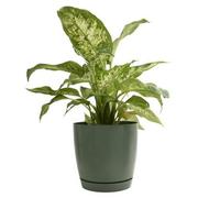 B2C Gloss Flowerpot Planter Pot With Saucer Plastic Modern Pre Drilled Round Tray 4.4L (D19Cm H18.5Cm) Green Tea