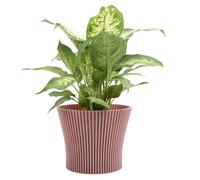 B2C Matt Ribbed Flower Pot - Modern Flared Conical Planter with Pleated Design, Lightweight, Indoor/Outdoor Decorative Plant Pot - Multiple Sizes & Colors (Powder Pink, 17cm)