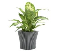 B2C Matt Ribbed Flower Pot - Modern Flared Conical Planter with Pleated Design, Lightweight, Indoor/Outdoor Decorative Plant Pot - Multiple Sizes & Colors (Dark Grey, 17cm)