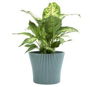B2C Matt Ribbed Flower Pot - Modern Flared Conical Planter with Pleated Design, Lightweight, Indoor/Outdoor Decorative Plant Pot - Multiple Sizes & Colors (Green Mint, 17cm)