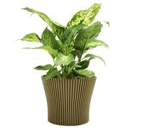 B2C Matt Ribbed Flower Pot - Modern Flared Conical Planter with Pleated Design, Lightweight, Indoor/Outdoor Decorative Plant Pot - Multiple Sizes & Colors (Gold, 17cm)