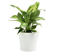B2C Matt Ribbed Flower Pot - Modern Flared Conical Planter with Pleated Design, Lightweight, Indoor/Outdoor Decorative Plant Pot - Multiple Sizes & Colors (White, 13cm)