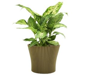 B2C Matt Ribbed Flower Pot - Modern Flared Conical Planter with Pleated Design, Lightweight, Indoor/Outdoor Decorative Plant Pot - Multiple Sizes & Colors (Gold, 13cm)