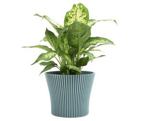 B2C Matt Ribbed Flower Pot - Modern Flared Conical Planter with Pleated Design, Lightweight, Indoor/Outdoor Decorative Plant Pot - Multiple Sizes & Colors (Green Mint, 13cm)
