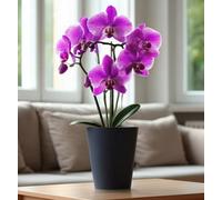 B2C Plant Orchid Pot Planter Cover Round Plastic Matt 1.12L 15Cm Tall Indoor Small Black