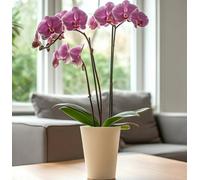 B2C Plant Orchid Pot Planter Cover Round Plastic Matt 1.12L 15Cm Tall Indoor Small Ecru