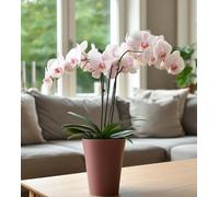 B2C Plant Orchid Pot Planter Cover Round Plastic Matt 1.12L 15Cm Tall Indoor Small Pink-Brown