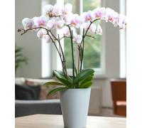 B2C Plant Orchid Pot Planter Cover Round Plastic Matt 1.12L 15Cm Tall Indoor Small Powder Blue