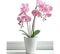 B2C Plant Orchid Pot Planter Cover Round Plastic Matt 1.12L 15Cm Tall Indoor Small White
