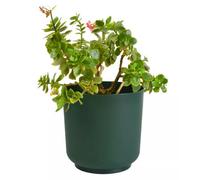 B2C Plant Pot Cover Flowerpot Round Plastic Modern Decor Pastel Moss Green 1.5L (D13Cm X H12.5Cm)