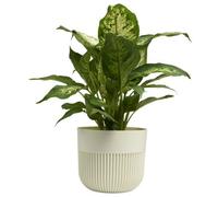 B2C Plant Pot Flower Planter Modern Ribbed Decorative Pots Indoor Outdoor Garden 11Cm Ecru