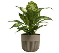 B2C Plant Pot Flower Planter Modern Ribbed Decorative Pots Indoor Outdoor Garden 13Cm Beige