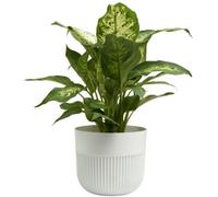 B2C Plant Pot Flower Planter Modern Ribbed Decorative Pots Indoor Outdoor Garden 13Cm White
