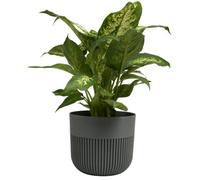 B2C Plant Pot Flower Planter Modern Ribbed Decorative Pots Indoor Outdoor Garden 15Cm Dark Grey
