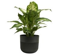 B2C Plant Pot Flower Planter Modern Ribbed Decorative Pots Indoor Outdoor Garden 15Cm Graphite