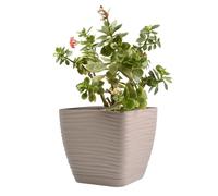 B2C Plant Pot Flowerpot Square Plastic Modern Decorative Wave Grooves Textured Elegant & Modern With Saucer (Taupe, 17cm)