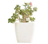 B2C Plant Pot Flowerpot Square Plastic Modern Decorative Wave Grooves Textured Elegant & Modern With Saucer (Cream, 23cm)