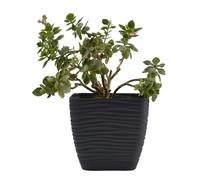 B2C Plant Pot Flowerpot Square Plastic Modern Decorative Wave Grooves Textured Elegant & Modern With Saucer (Anthracite, 13cm)