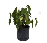 B2C Plant Pots Indoor Outdoor Plastic Marble Concrete Flowerpot Small Medium Large Tubo 5 Colours (24 cm, Anthracite)
