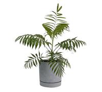 B2C Plant Pots Indoor Outdoor Plastic Marble Concrete Flowerpot Small Medium Large Tubo 5 Colours (40 cm, Concrete)