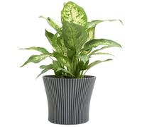 B2C Ribbed Flower Pot Planter Indoor Outdoor Plastic Modern Multiple Colours 15Cm Dark Grey