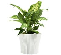 B2C Ribbed Flower Pot Planter Indoor Outdoor Plastic Modern Multiple Colours 15Cm White