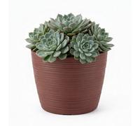 B2C Ribbed Plant Pot Plastic Flowerpot Planter Round Indoor Outdoor Cover 16 Cm Marsala