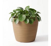 B2C Ribbed Plant Pot Plastic Flowerpot Planter Round Indoor Outdoor Cover Caramel 16Cm