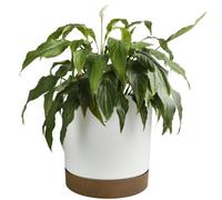 B2C Round Flower Pot Planter With Saucer Indoor Outdoor Two Tone Matt Modern Decor 3.2L (D178mm X H175mm) White
