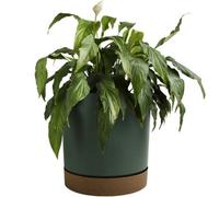 B2C Round Flower Pot Planter With Saucer Indoor Outdoor Two Tone Matt Modern Decor 3.2L (D178mm X H175mm) Pine Green