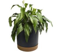 B2C Round Flower Pot Planter With Saucer Indoor Outdoor Two Tone Matt Modern Decor 3.2L (D178mm X H175mm) Anthracite