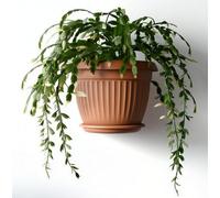 B2C Terracotta Wall Flower Pot Planter Plastic Outdoor Indoor Hanging Fence Basket 2L (D20Cm H15.9Cm)