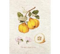 BA22430 The Pear Shaped Quince - Crossstitch Kit Luca-S