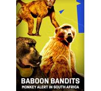 Baboon Bandits - Monkey Alert in South Africa