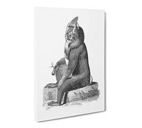 Baboon In Black & White By George Shaw Vintage Canvas Wall Art Print Ready to Hang, Framed Picture for Living Room Bedroom Home Office Décor, 20x14 Inch (50x35 cm)
